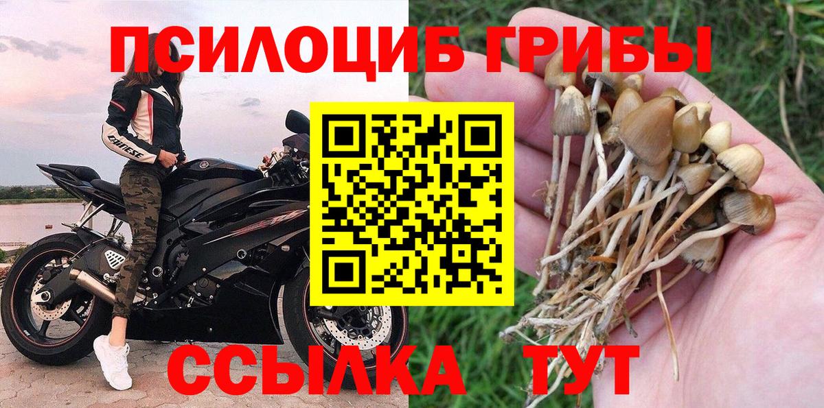 Галлюциногенные грибы Psilocybe  Усть-Кут 